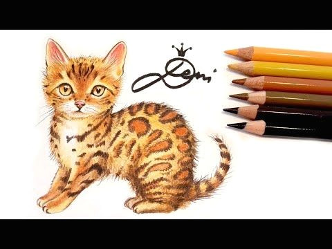 Drawing A Cat Youtube Bengal Katze Zeichnen Lernen Mit Buntstiften How to Draw A Bengal