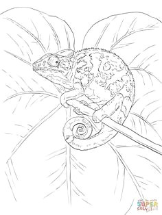 Drawing A Chameleon Eye 12 Best O O O U U U U U O O Images Lizards Reptiles Chameleons