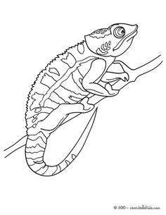 Drawing A Chameleon Eye 20 Best Color Chameleon Images Coloring Pages Drawings Print