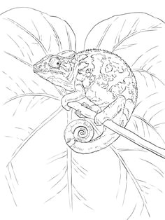 Drawing A Chameleon Eye 20 Best Color Chameleon Images Coloring Pages Drawings Print