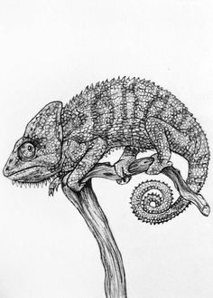 Drawing A Chameleon Eye 20 Best Color Chameleon Images Coloring Pages Drawings Print