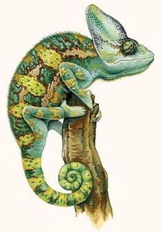 Drawing A Chameleon Eye 46 Best Lizard Art Images Chameleons Online Drawing How to Draw