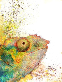 Drawing A Chameleon Eye 740 Best Chameleons Images In 2019 Chameleons Animal Drawings