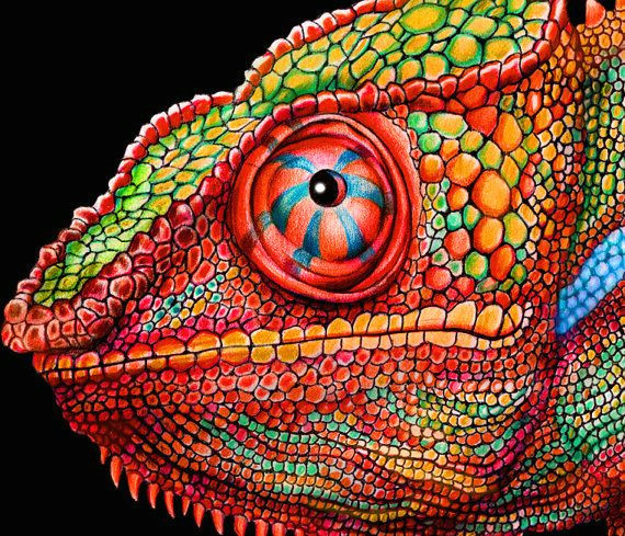 Drawing A Chameleon Eye Chameleon 3 Colored Pencil Drawing Signed by by Timjeffsart My
