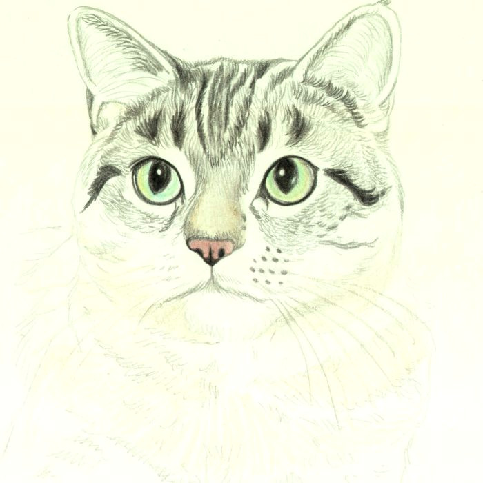 Drawing A Circle Around A Cat How to Draw A Cat In Colored Pencil