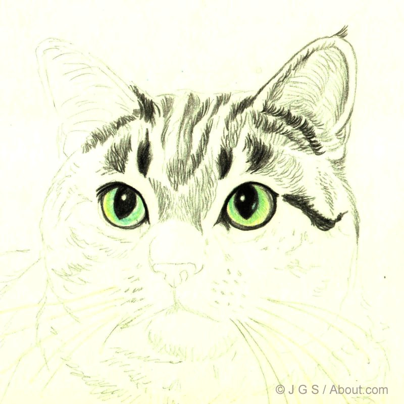 Drawing A Circle Around A Cat How to Draw A Cat In Colored Pencil