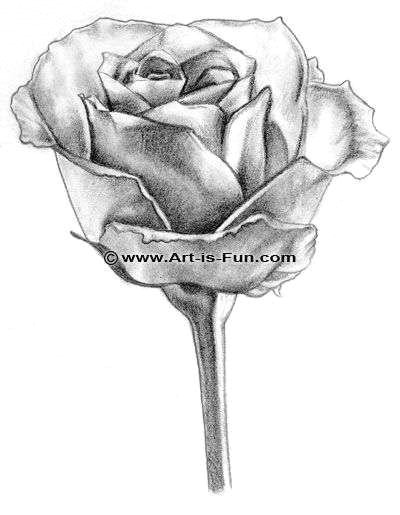 Drawing A Closed Rose Drawings Of Roses Elegant Terrific Draw Vector Stock Of Drawing