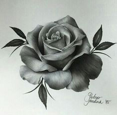 Drawing A Detailed Rose 18 Best Flower Sketch Pencil Images Pencil Drawings Drawings Art