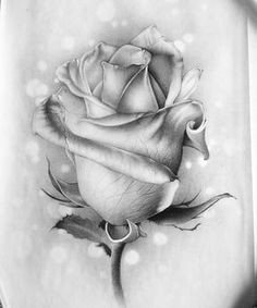 Drawing A Detailed Rose 76 Best Drawings Of Roses Images Flower Tattoos Tattoos Of