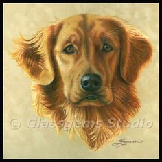 Drawing A Dog Golden Retriever 157 Best Dogs Golden Retreivers 2 Images Golden Retrievers