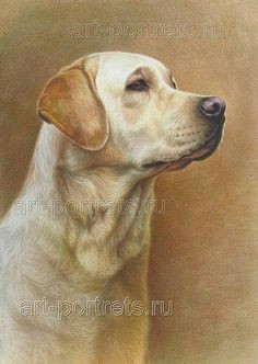 Drawing A Dog Golden Retriever 48 Best Labrador Drawings Images Color Pencil Drawings Graphite