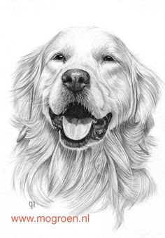 Drawing A Dog Golden Retriever 775 Best Golden Retriever Art Images Drawings Of Dogs Golden
