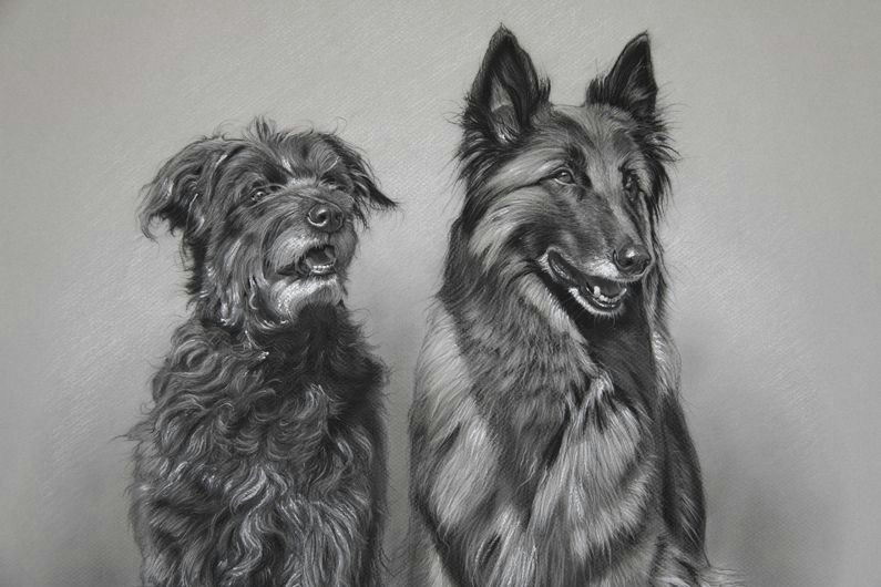 Drawing A Dog In Charcoal Dog Art by Amy Little Lola and Kira 2014 Charcoal On Paper Art