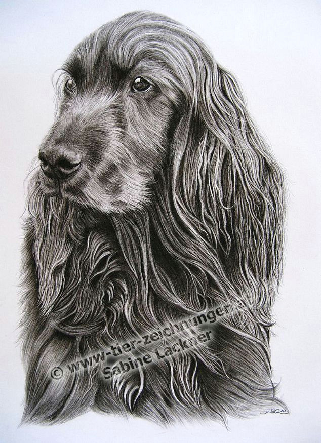 Drawing A Dog In Charcoal Twinkling Hundeportrait Hundezeichnung In Kohle Von Sabine