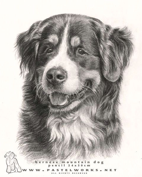Drawing A Dog In Pencil Beautiful Bernese Mountain Dog 3 Drawings Of Dogs Mountain Dogs