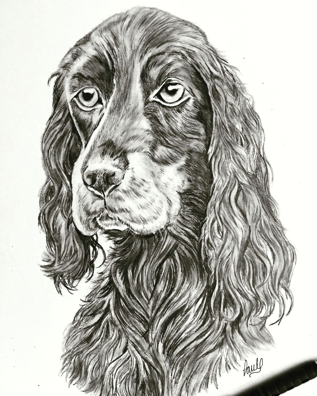 Drawing A Dog In Pencil Dog Sketch Done In Pencil Dogs Pinterest Artwork Pet