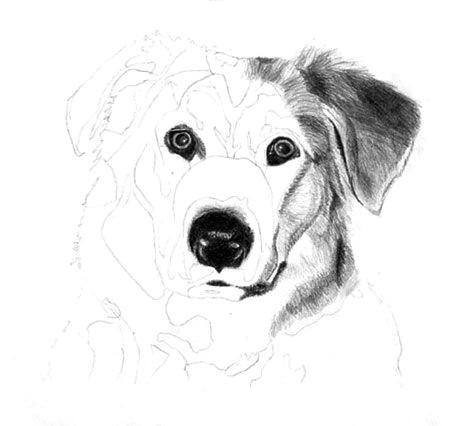 Drawing A Dog In Pencil How to Draw A Dog Free Graphite Art Lesson Art Drawing