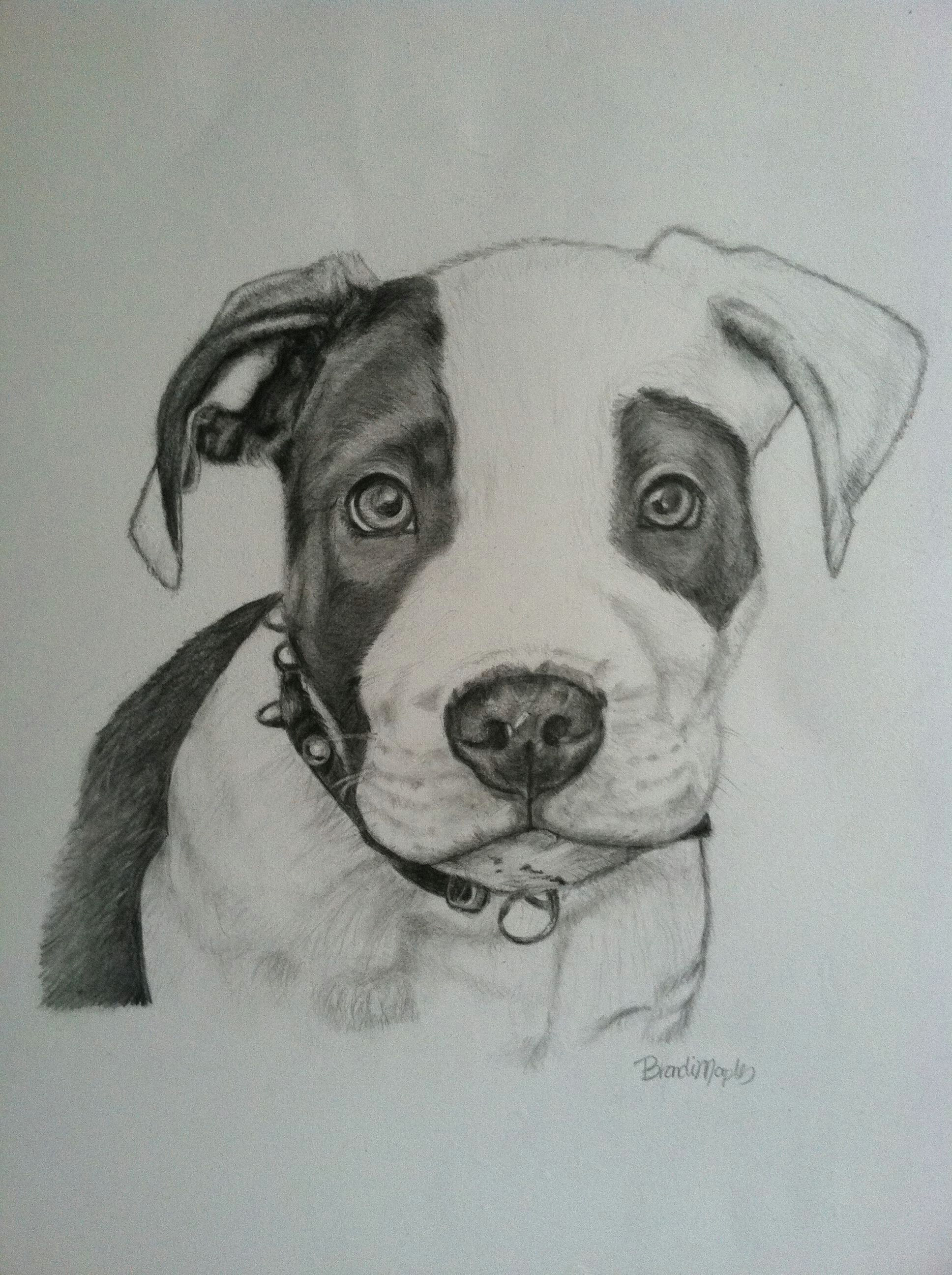 Drawing A Dog In Pencil Pit Bull Puppy Graphite Pencil Dogs Pinterest Pet Portraits