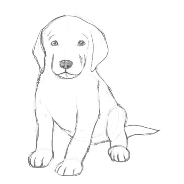 Drawing A Dog Instructions How to Draw A Puppy Drawing Drawings Puppy Drawing Sketches