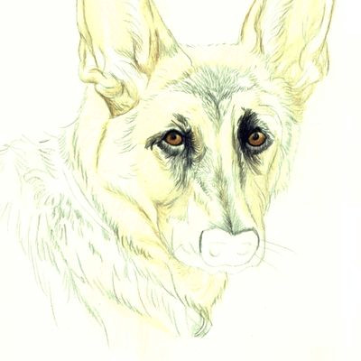 Drawing A Dog Pencil How Do You Draw A Beautiful Dog Using Colored Pencils Drawing
