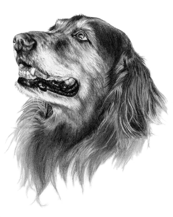 Drawing A Dog Portrait Abby the Golden Retriever Dog Art Sketch Art Inspiration