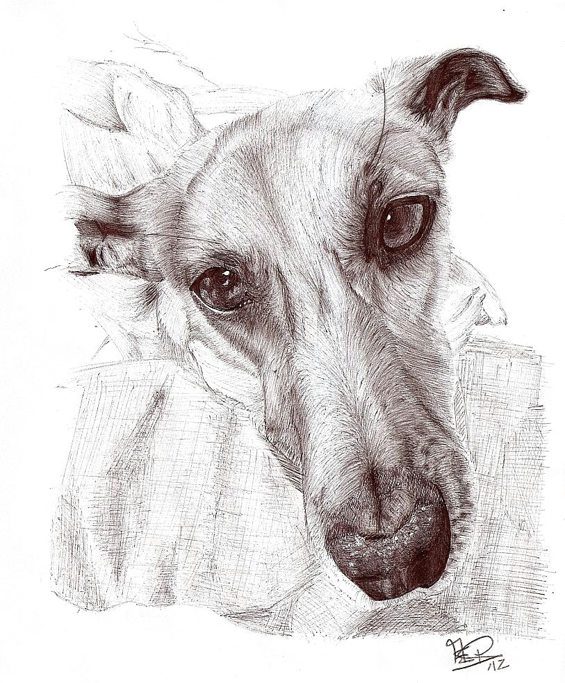 Drawing A Dog Portrait Cadejo Sighthouns In Art Greyhound Art Dog Art Dog Portraits