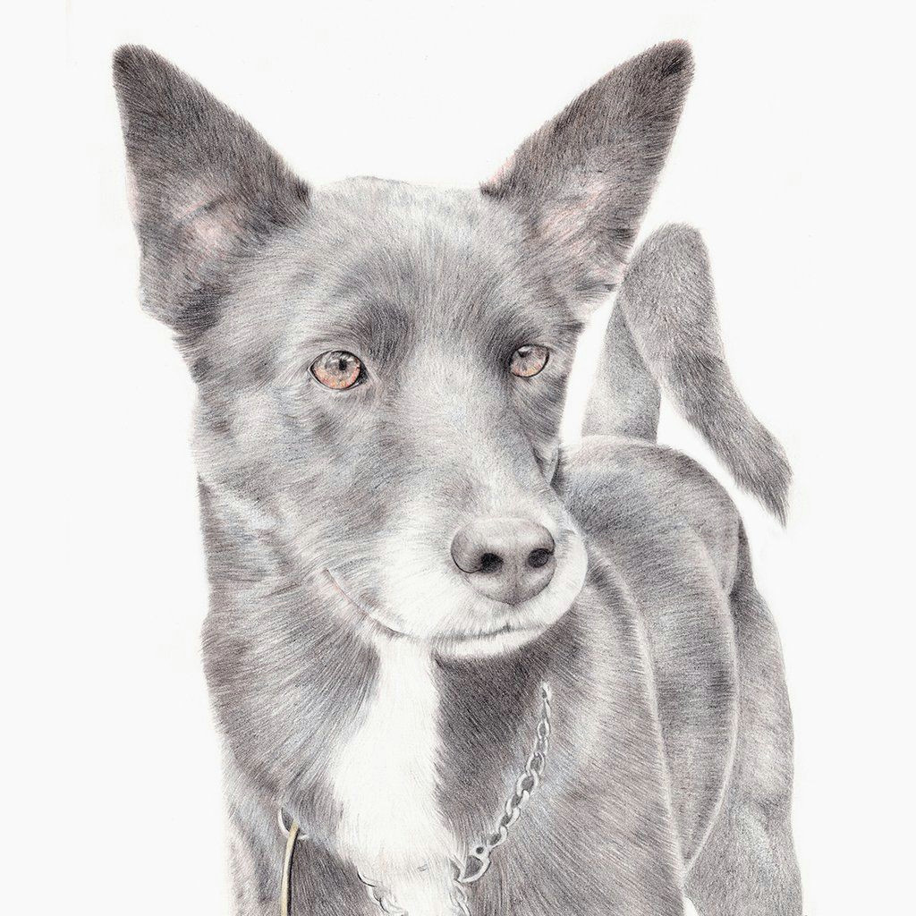 Drawing A Dog Portrait Custom Pet Portrait In 2018 Art Pinterest Pets Pet Portraits