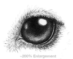 Drawing A Dog S Eye 163 Best How to Draw Dogs Images Drawing Techniques Drawing
