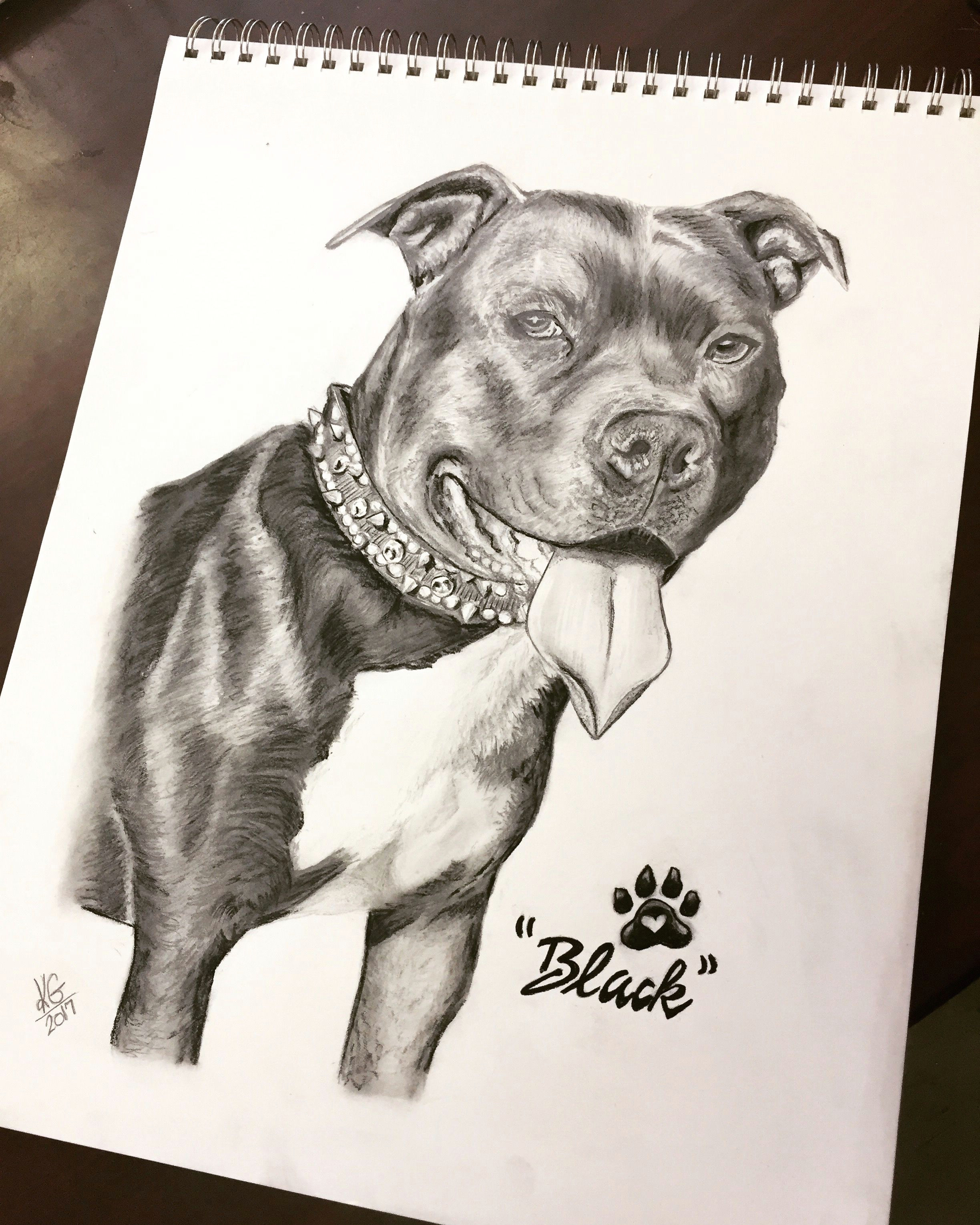 Drawing A Dog Time Lapse Time Lapse Drawing Of A Pit Bull Dog by Karen Governale Www