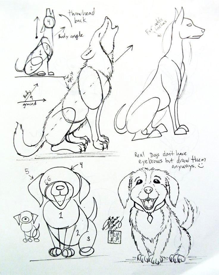 Drawing A Dog Tutorial How to Draw A Dog Yahoo Image Search Results Drawing Tips