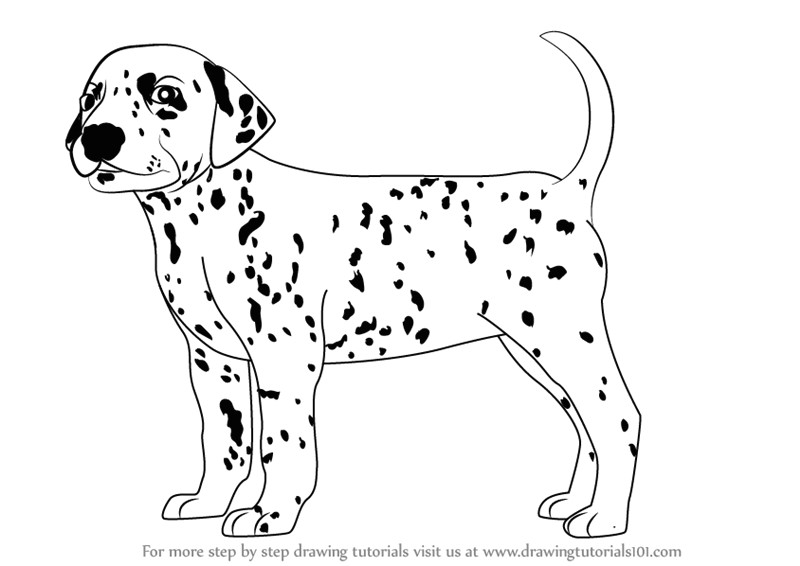 Drawing A Dog Tutorial Learn How to Draw A Dalmatian Dog Dogs Step by Step Drawing