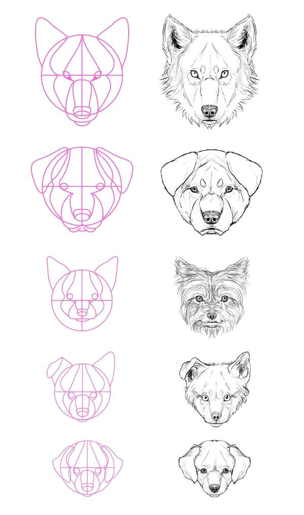 Drawing A Dog with Circles Step 13 but What About All the Breeds Most Of them aren T Really