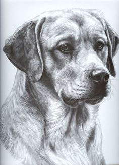 Drawing A Dog with Pencil 37 Best Dog Sketches Images Pencil Drawings Graphite Drawings