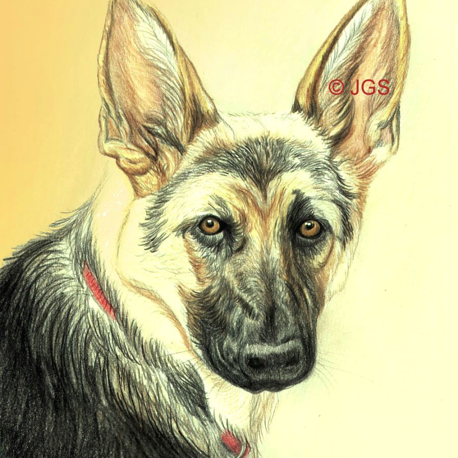 Drawing A Dog with Pencil Drawing Lesson A German Shepherd In Colored Pencil