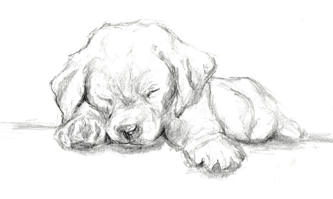 Drawing A Dog with Pencil Quick Graphite Sketch Of A Labrador Puppy Cat Drawing In 2019