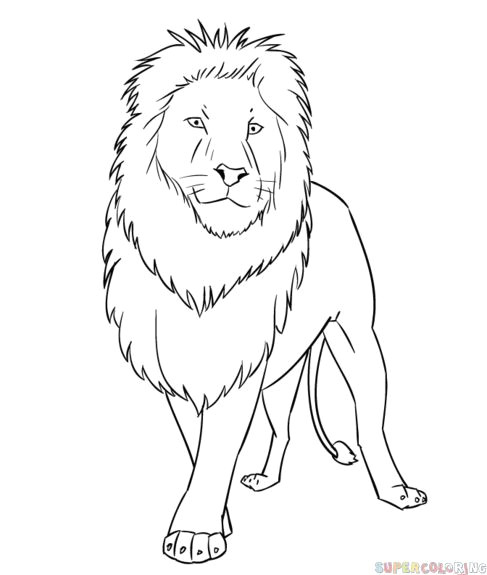 Drawing A Easy Lion How to Draw A Cartoon Lion Step by Step Drawing Tutorials for Kids