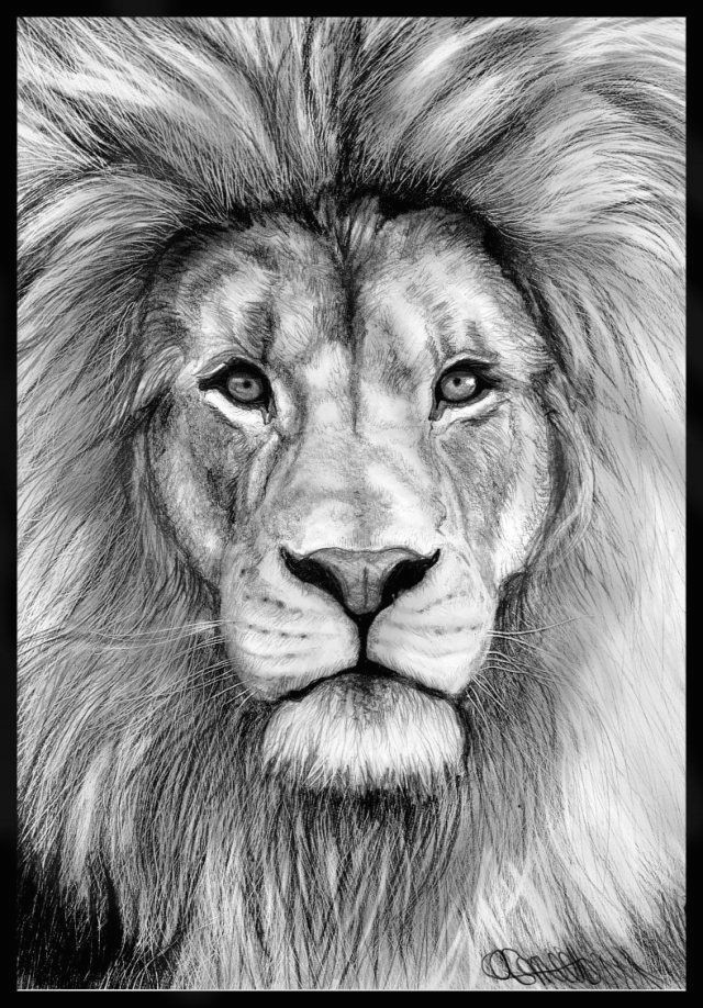 Drawing A Easy Lion Realistic Drawings Of Animals 42 Incredibly Realistic and Adorable