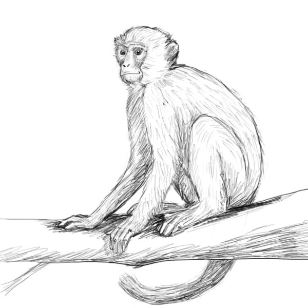 Drawing A Easy Monkey You Searched for Monkey Drawing Factory Draw Drawings Monkey