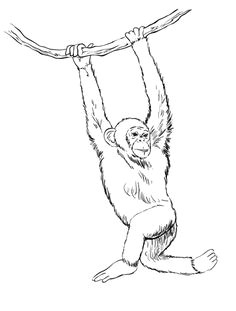 Drawing A Easy Monkey You Searched for Monkey Drawing Factory Draw Drawings Monkey