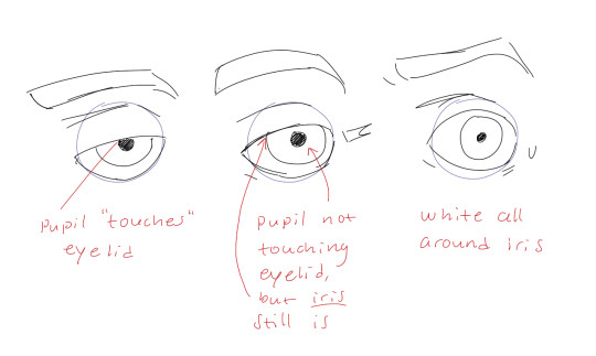 Drawing A Eyelid Pupils and Irises the Placement Of the Iris and Pupil In Relation to