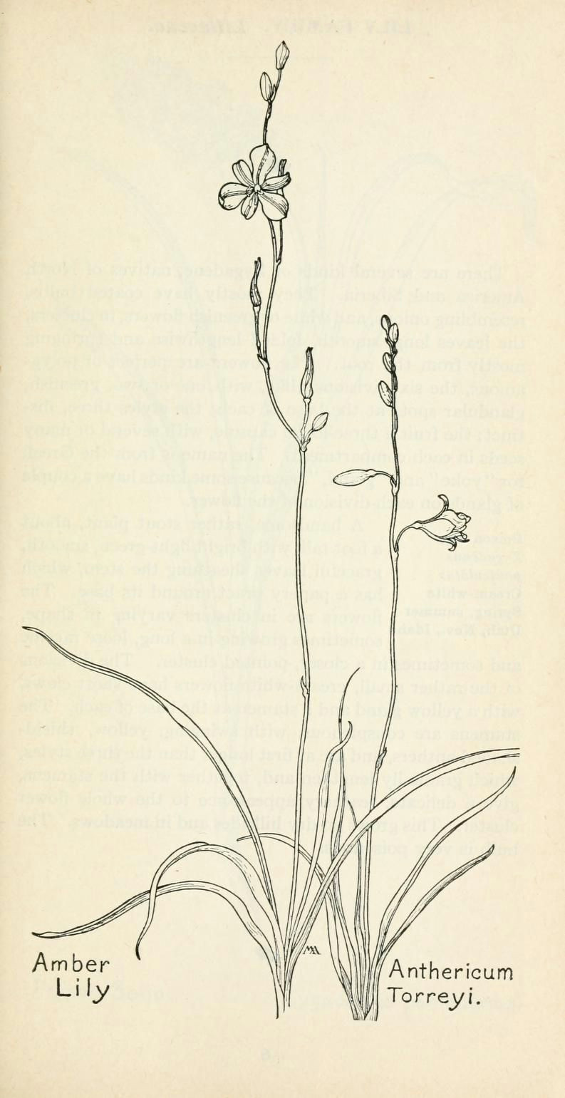 Drawing A Field Of Flowers Field Book Of Western Wild Flowers Botanical Illustration Wild