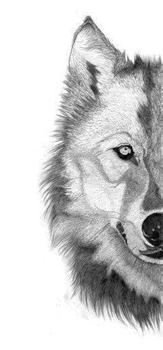 Drawing A Gray Wolf 140 Besten Wolf Tattoo Bilder Auf Pinterest In 2019 Drawings