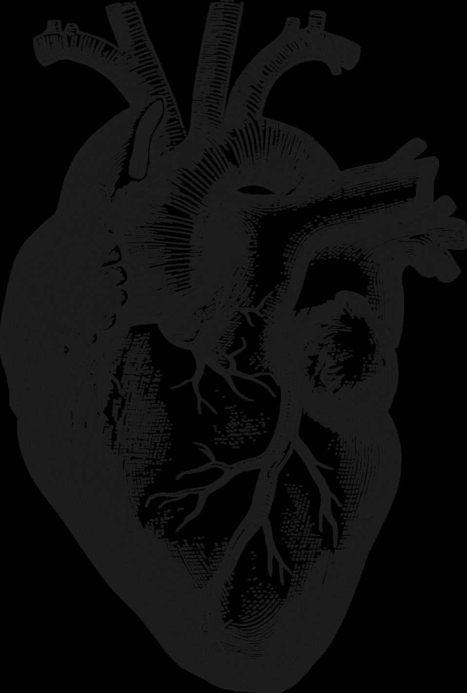 Drawing A Heart On Illustrator Anatomical Heart Art Anatomical Heart Heart Anatomical Heart