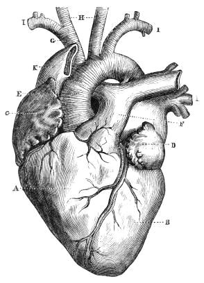 Drawing A Heart On Your Face Diagram Of A Human Heart for Kids In 2019 Things I Like