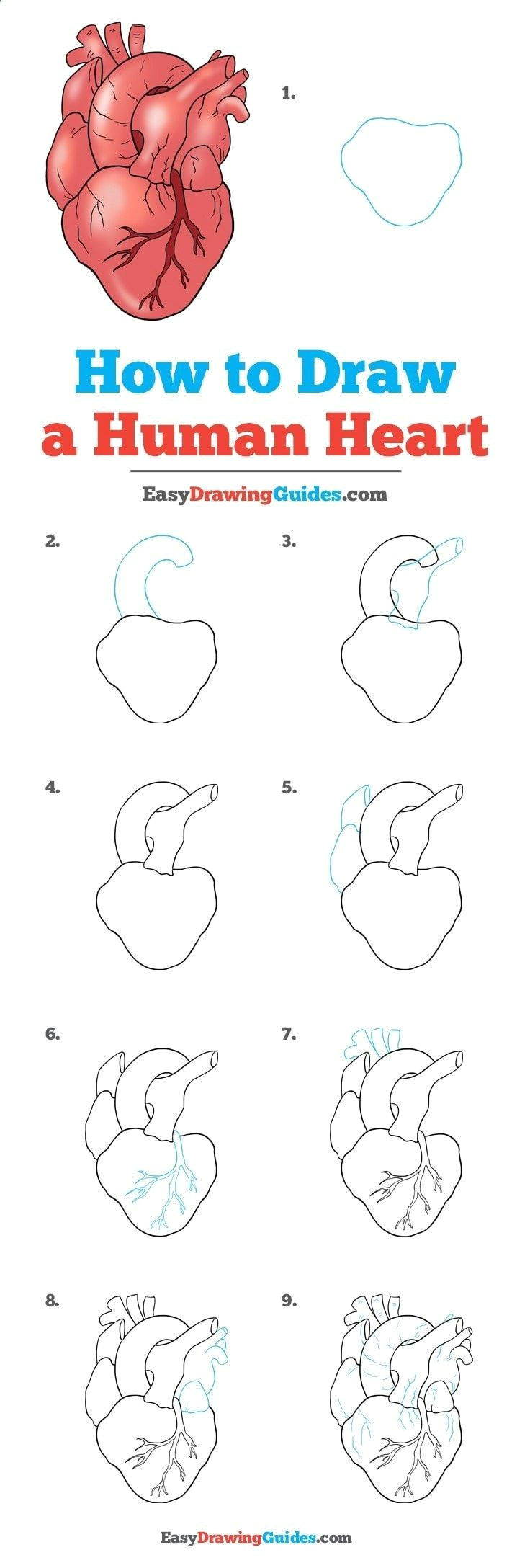 Drawing A Heart Step by Step Learn How to Draw A Real Heart Easy Step by Step Drawing Tutorial