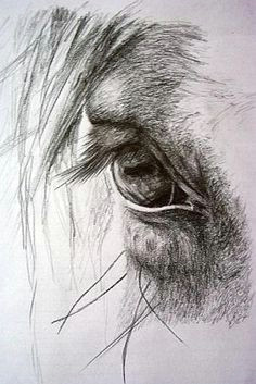 Drawing A Horse Eye 157 Best Draw Horses Images In 2019 Drawings Of Horses Drawing