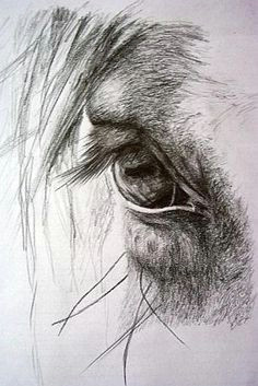 Drawing A Horse Eye 157 Best Draw Horses Images In 2019 Drawings Of Horses Drawing