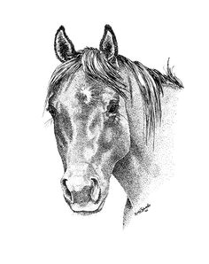 Drawing A Horse Eye 78 Best Drawings Of Horses Images In 2019 Drawings Of Horses