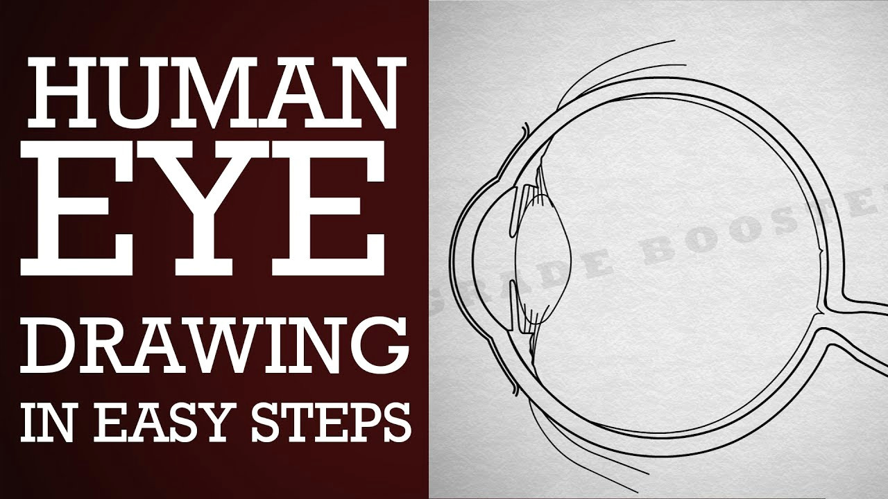 Drawing A Human Eye Step by Step How to Draw Human Eye In Easy Steps 10th Physics Science Cbse