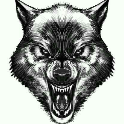 Drawing A Mad Wolf Pin by Clips Scott On My Next Tatt Wolf Tattoos Tattoos Wolf